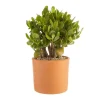 Crassula argentea en pot terre cuite H 10 x Ø 20 cm