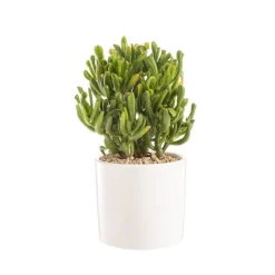 Crassula gollum en pot blanc émaillé H 10 x Ø 15 cm