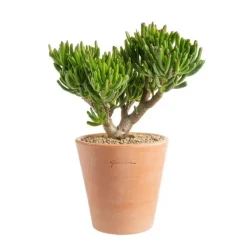 Crassula hobbit en pot terre cuite H 10 x Ø 15 cm