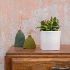 Crassula sunset en pot blanc émaillé H 10 x Ø 20 cm