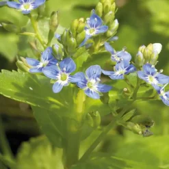 Cresson de cheval godet 9x9 cm