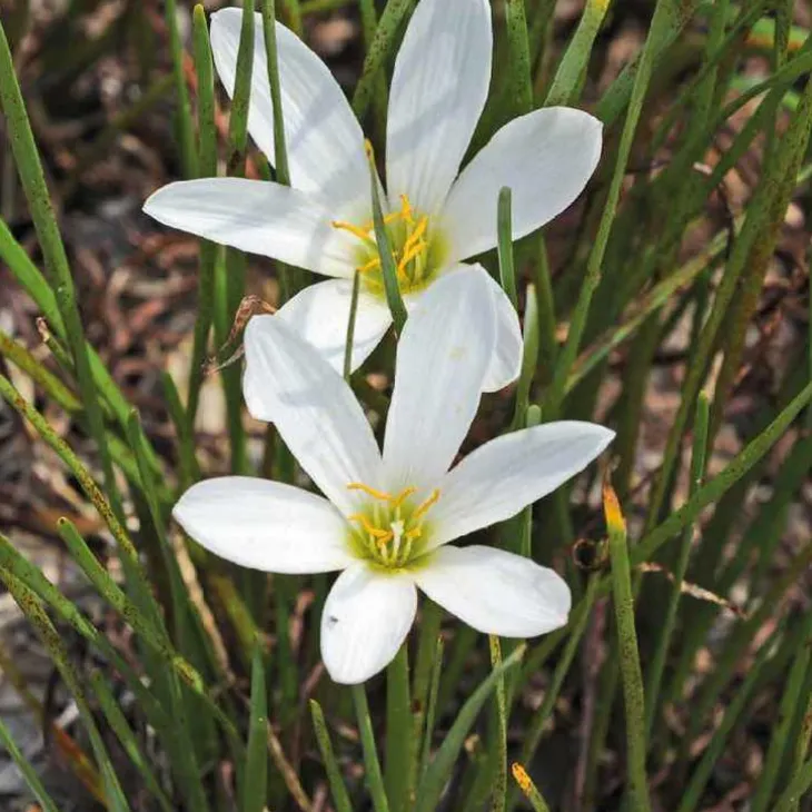 Crocus du Brésil godet 9x9 cm