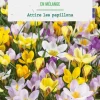 Crocus en mélange botanic® - 40 bulbes