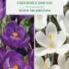 Crocus en mélange coloris violet et blanc botanic® - 10 bulbes