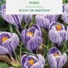Crocus pickwick en mélange botanic® - 10 bulbes