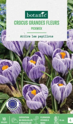 Crocus pickwick en mélange botanic® - 10 bulbes