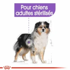 Croquette pour chien adulte stérilisé de taille moyenne Royal Canin - 3 kg