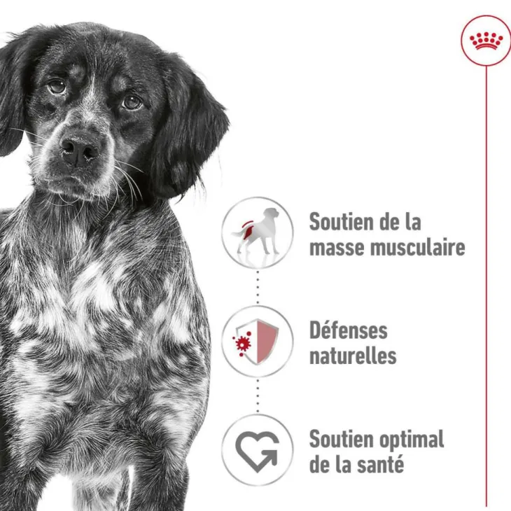 Croquette pour chien adulte de taille moyenne Royal Canin - 15 kg