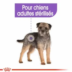 Croquette pour chien adulte stérilisé de petite taille Royal Canin - 3 kg