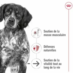 Croquette pour chien mature de taille moyenne Royal Canin - 15 kg