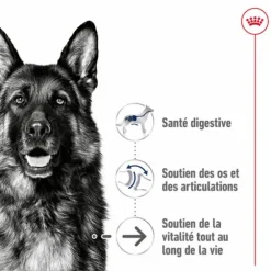 Croquette pour chien mature de grande taille Royal Canin - 15 kg