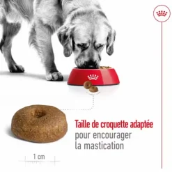 Croquette pour chien mature de grande taille Royal Canin - 15 kg