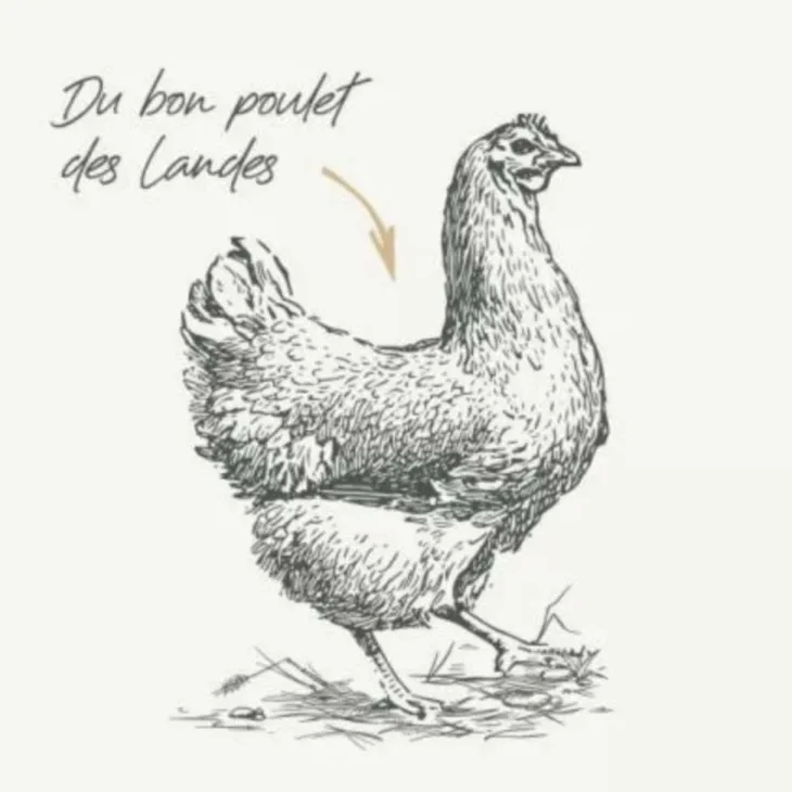 Croquettes pour chat adulte stérilisé au poulet sans céréales grandes races Bab'in Signature - 3 kg