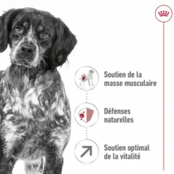 Croquettes pour chien Royal Canin Medium adulte de + 7 ans - Le sac de 15 kg