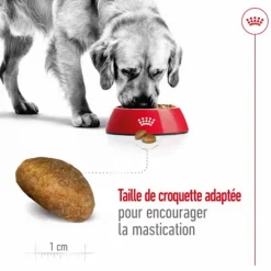 Croquettes pour chien Royal Canin Maxi adulte de + de 15 mois - Le sac de 15 kg