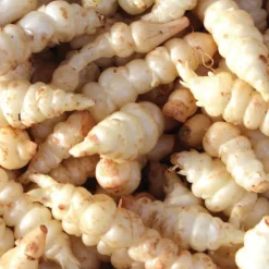 Crosne Du Japon Bio. Le pot de 1 litre