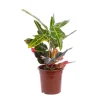 Croton Excellent pot Ø17 cm/ H60 cm