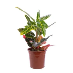 Croton Excellent pot Ø17 cm/ H60 cm