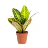 Croton Iceton ramifié pot Ø14 cm/ H80 cm