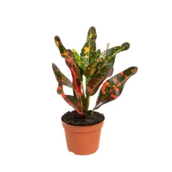 Croton Red Banana pot Ø6 cm