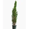 Cupressus Sempervirens Totem (Cyprès d'Italie) 100/125 en pot de 10 L vert