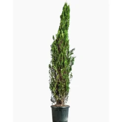 Cupressus Sempervirens Totem (Cyprès d'Italie) 100/125 en pot de 10 L vert