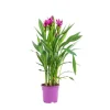 Curcuma Siam Scarlet – Pot rose 17 cm