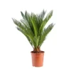 Cycas Revoluta pot Ø19xH60/80 cm