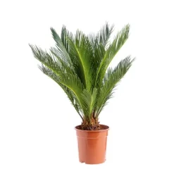 Cycas Revoluta pot Ø19xH60/80 cm