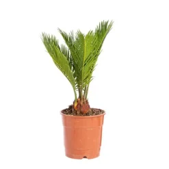 Cycas Revoluta pot Ø14xH40 cm