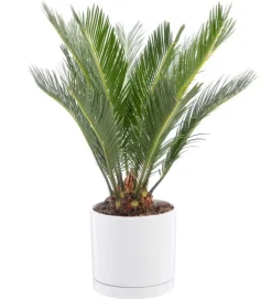 Cycas revoluta vert en pot blanc émaillé botanic®. Le pot Ø 18 cm