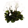 Cyclamen à grandes fleurs - Le pot de diamètre 14 cm.