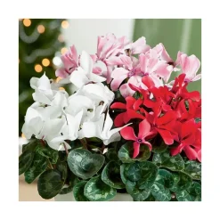 Cyclamen à grandes fleurs - Le pot de diamètre 14 cm.
