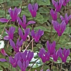 Cyclamen Hederifolim Pourpre - Le pot de 9 x 9 cm