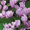 Cyclamen Hederifolim Rose - Le pot de 9 x 9 cm