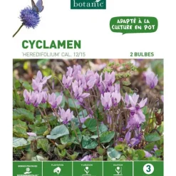 Cyclamen Hederifolium rose botanic® - 2 bulbes