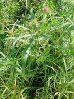 Cyperus Alternifolius pot Ø14xH55 cm