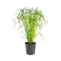 Cyperus Alternifolius pot Ø14xH55 cm