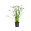 Cyperus Haspan pot Ø14xH55 cm