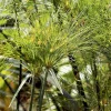 Cyperus papyrus
