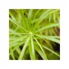 Cyperus Papyrus - Le pot de 5 litres