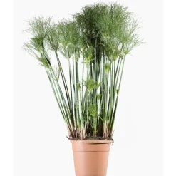 Cyperus Papyrus Profiler Little Prince (jonc du Nil) en pot de 4 L vert