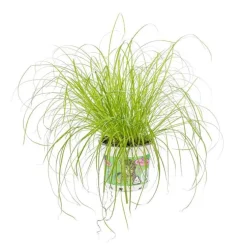 Cyperus Zumula ou Herbe à chat verte. Le pot de 12 cm