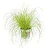 Cyperus Zumula ou Herbe à chat pot Ø12 cm