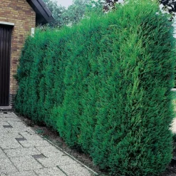 Cyprès de Leyland Fastigié - pot 10 L