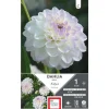 Dahlia balle Evelyne blanc pointe mauve Ernest Turc Evelyne - 1 bulbe