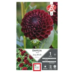 Dahlia balle Jowey Mirella rouge noir Ernest Turc - 1 bulbe