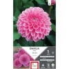 Dahlia balle Sandra rose foncé Ernest Turc - 1 bulbe