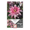 Dahlia bn friandise rose strié blanc Ernest Turc - 1 bulbe