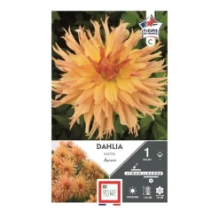Dahlia cactus Aurore saumon clair Ernest Turc - 1 bulbe